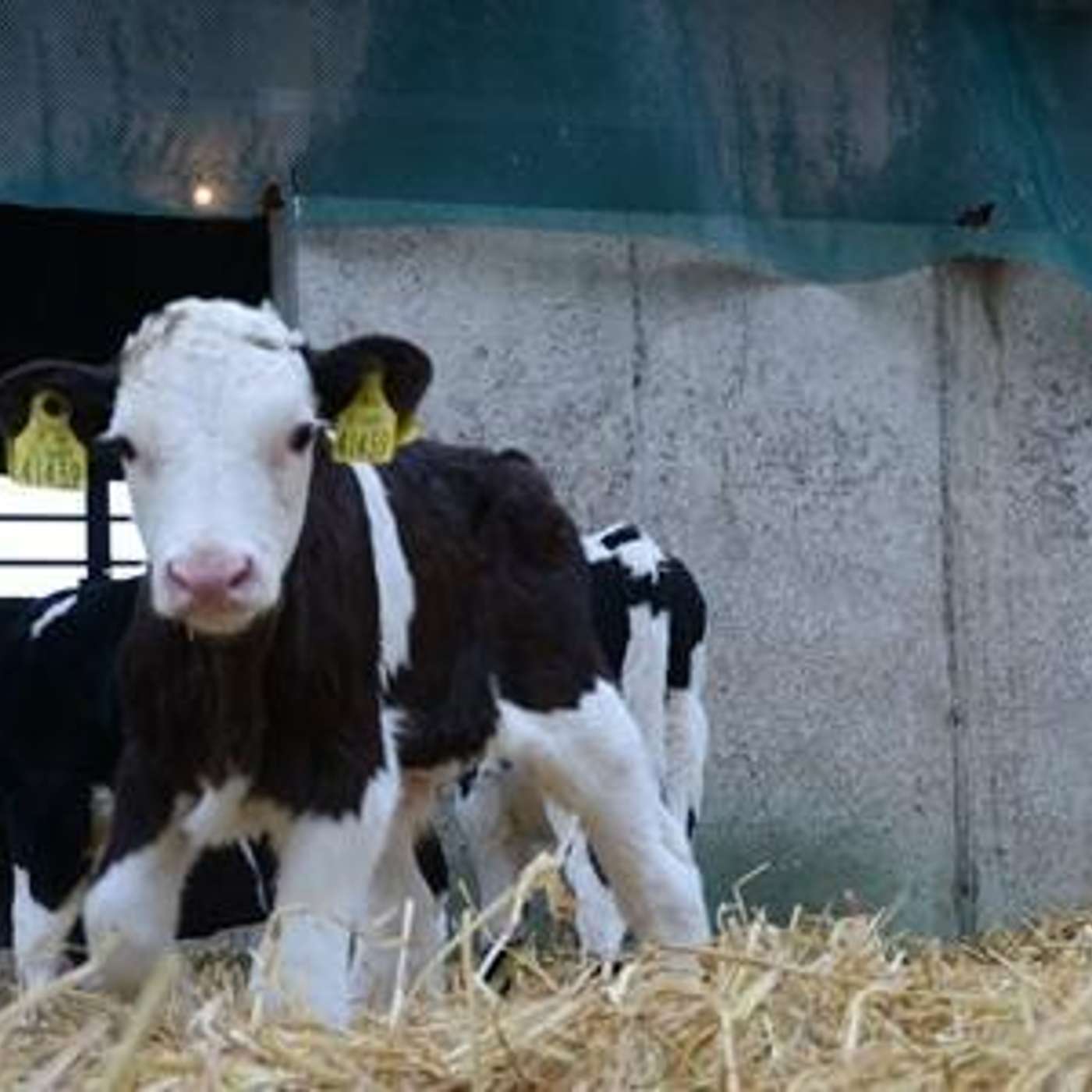 Caring for newborn calves