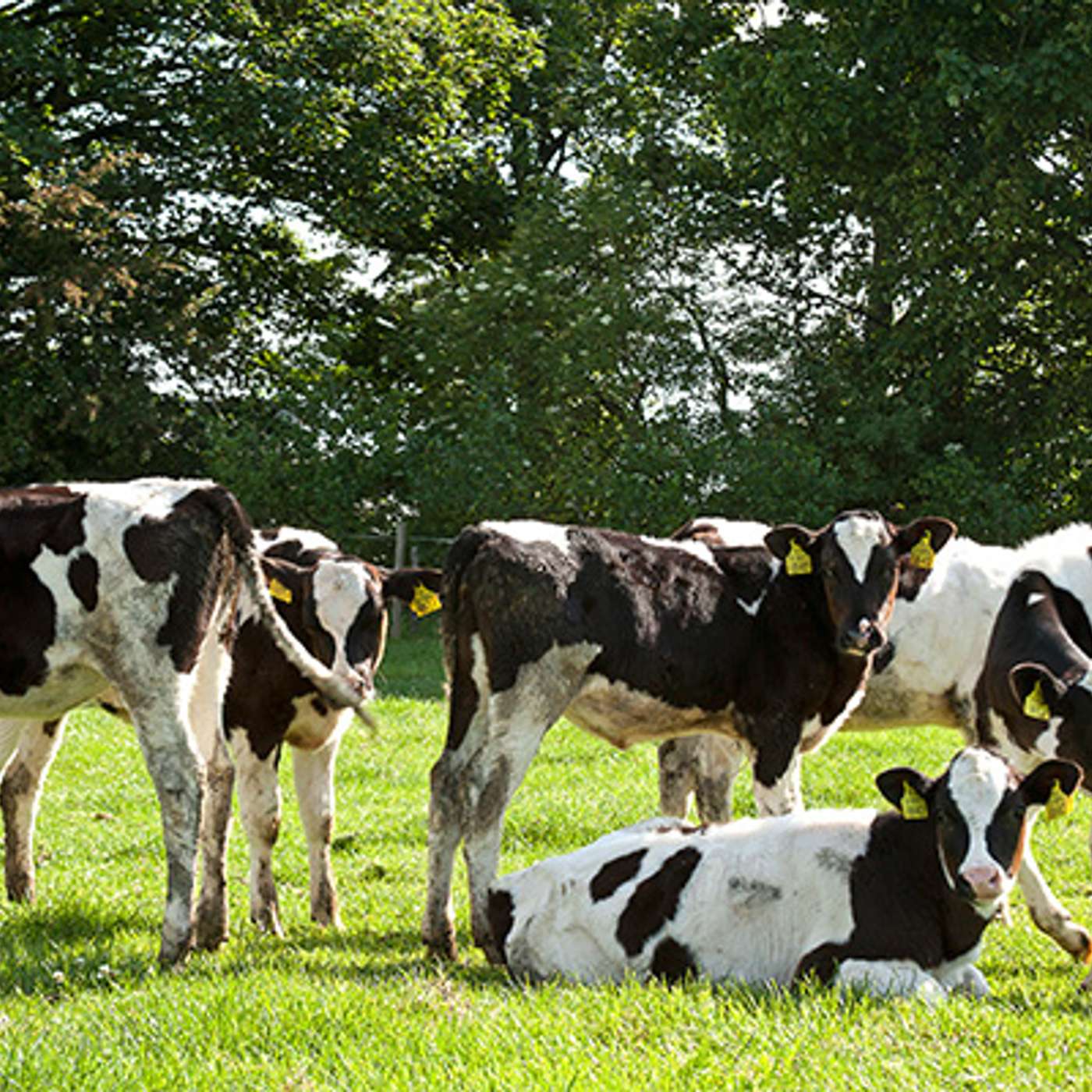 Irish Dairy Breeding with the ICBF’s Sean Coughlan
