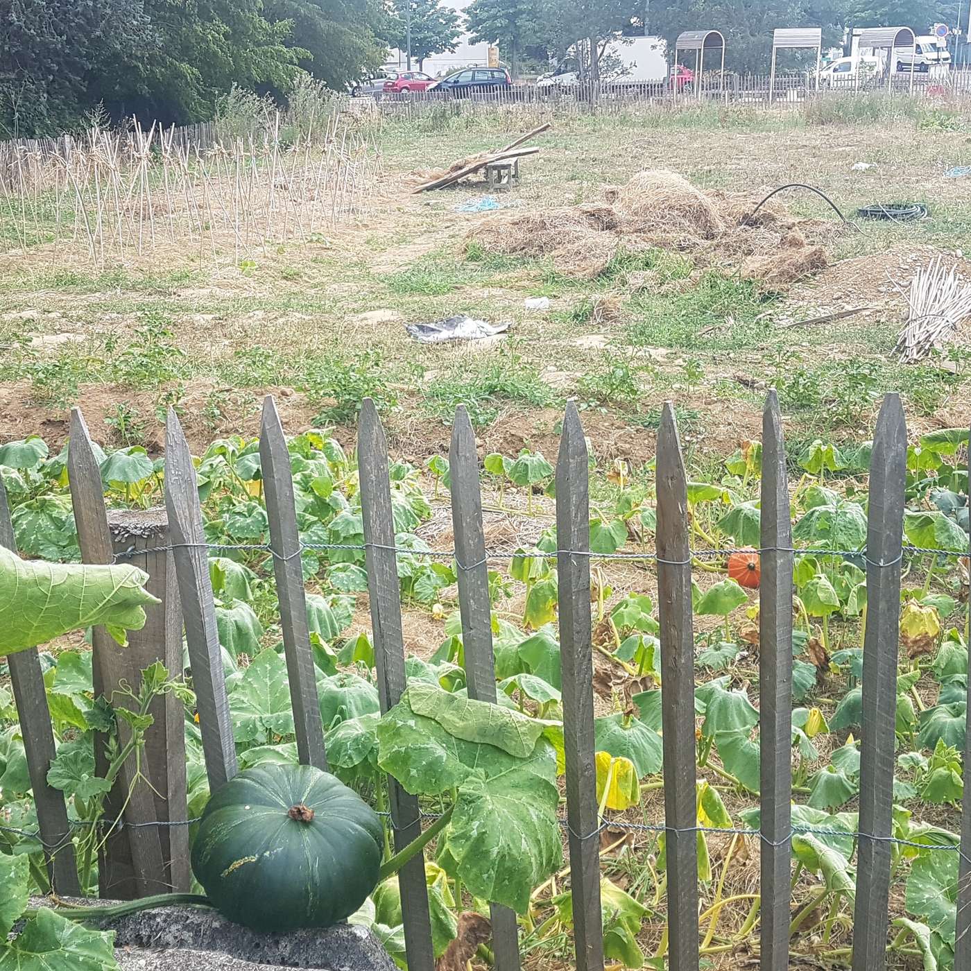 La chèvre et le chou