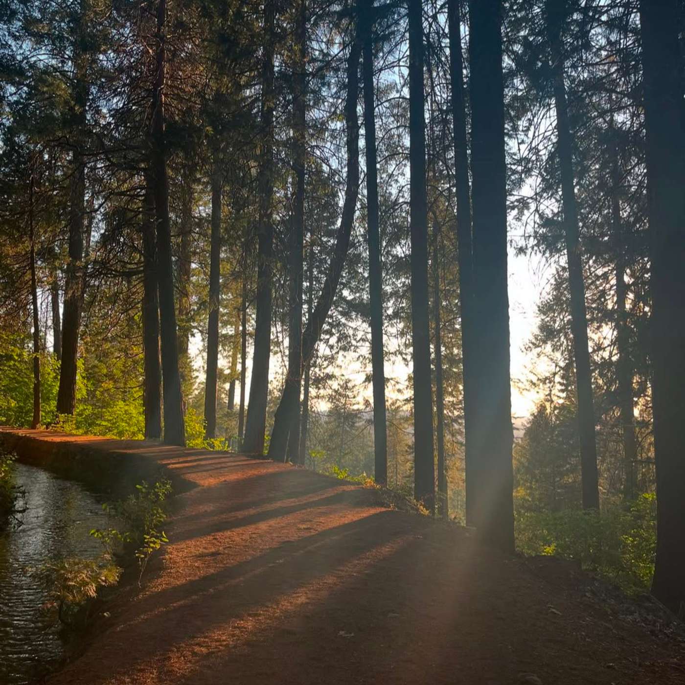 Vega is Only 25 Light-Years Away