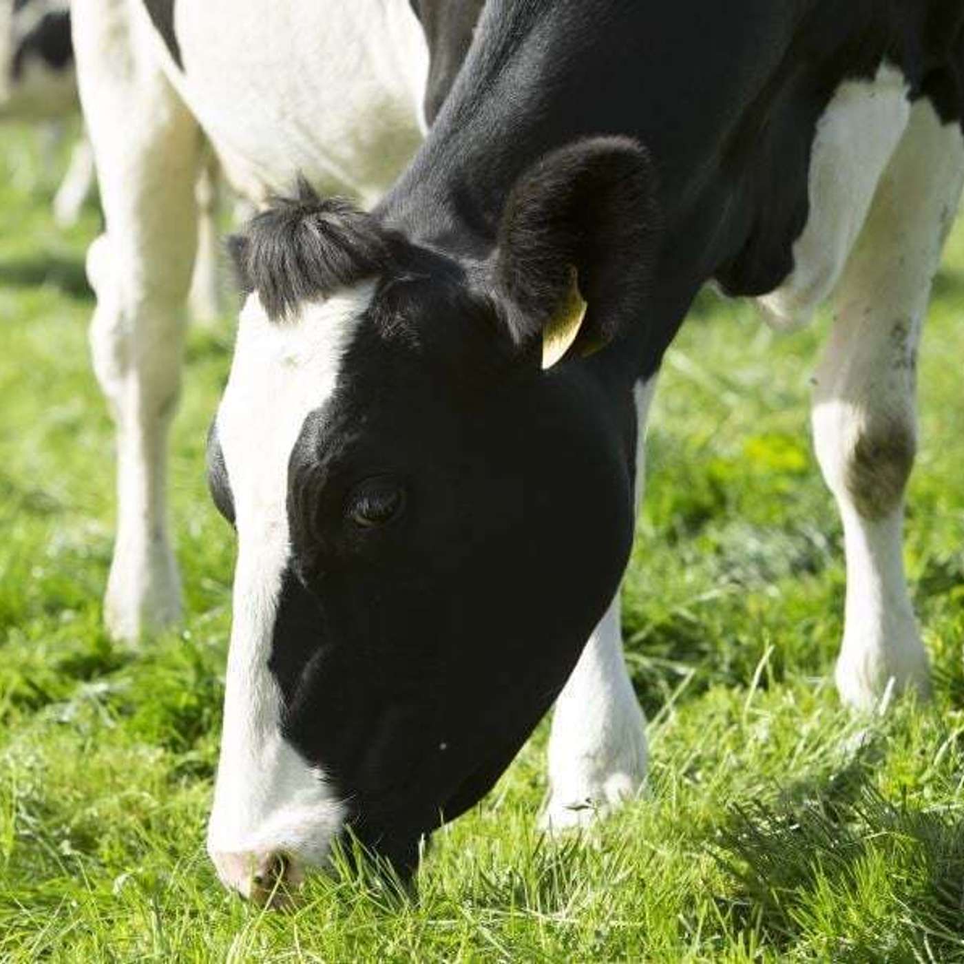 A Preview of the IGA Dairy Conference