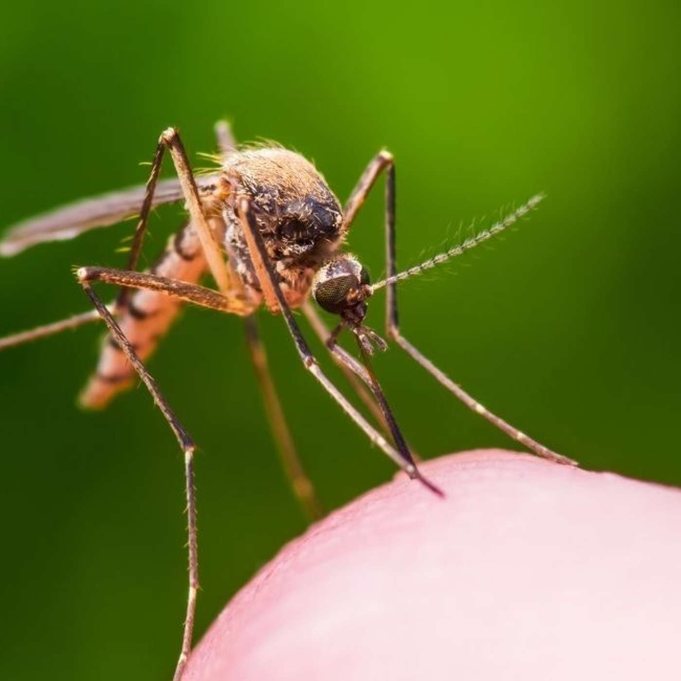 Google Wants to Release 32 Million Mosquitoes in California and Florida. Here’s Why🦟 episode artwork