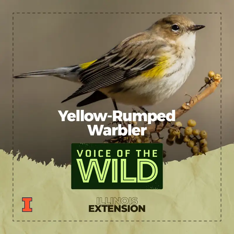 Episode 35: Yellow-Rumped Warbler – Voice of the Wild