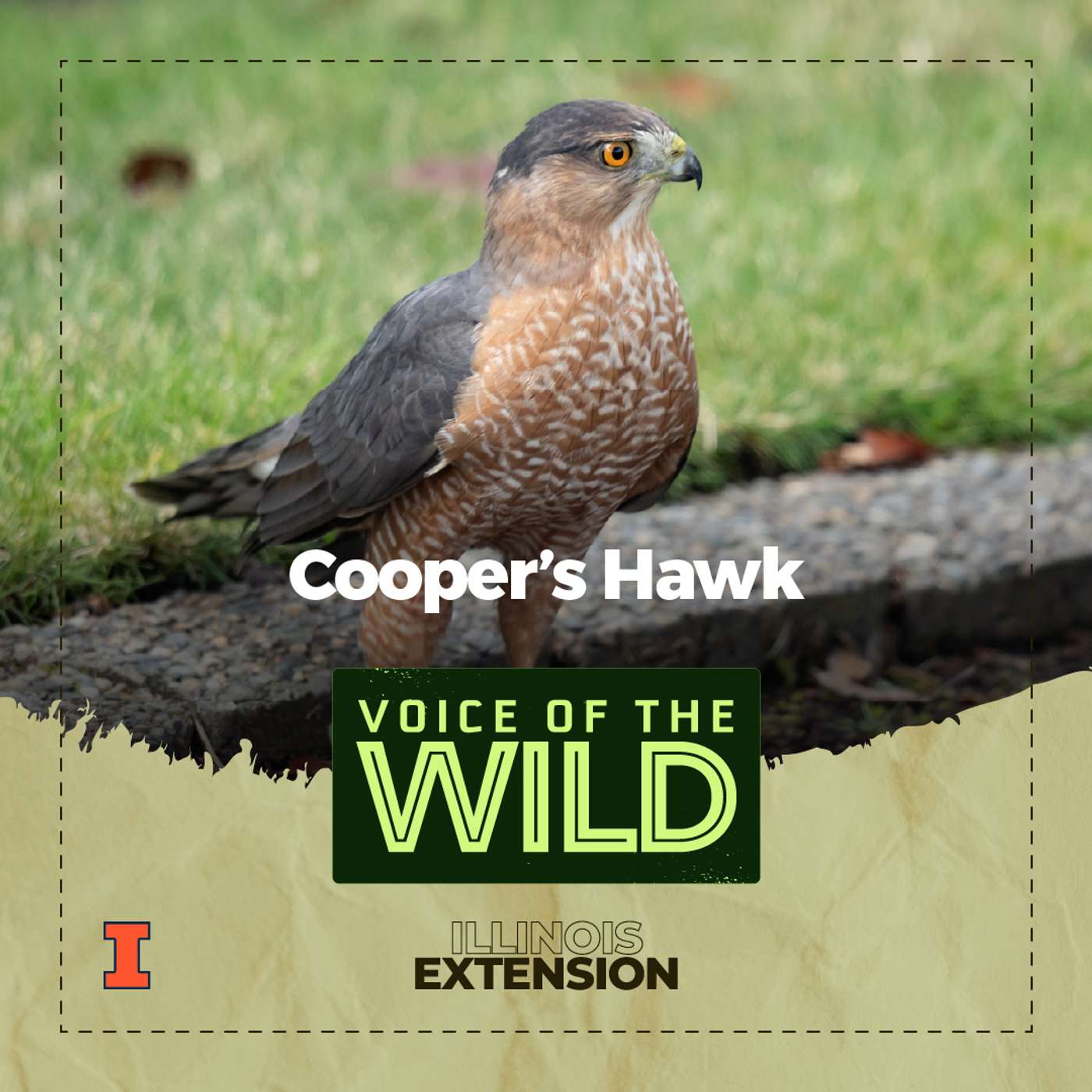 Episode 91: Cooper’s Hawk – Voice of the Wild episode artwork