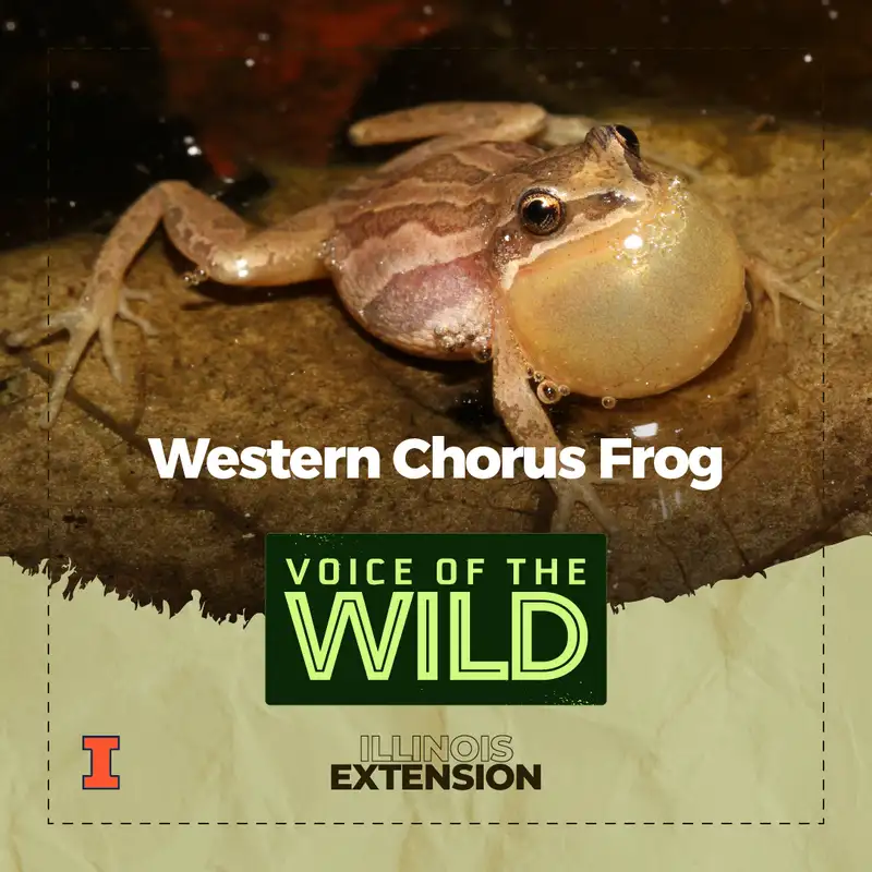 Episode 97: Western Chorus Frog – Voice of the Wild