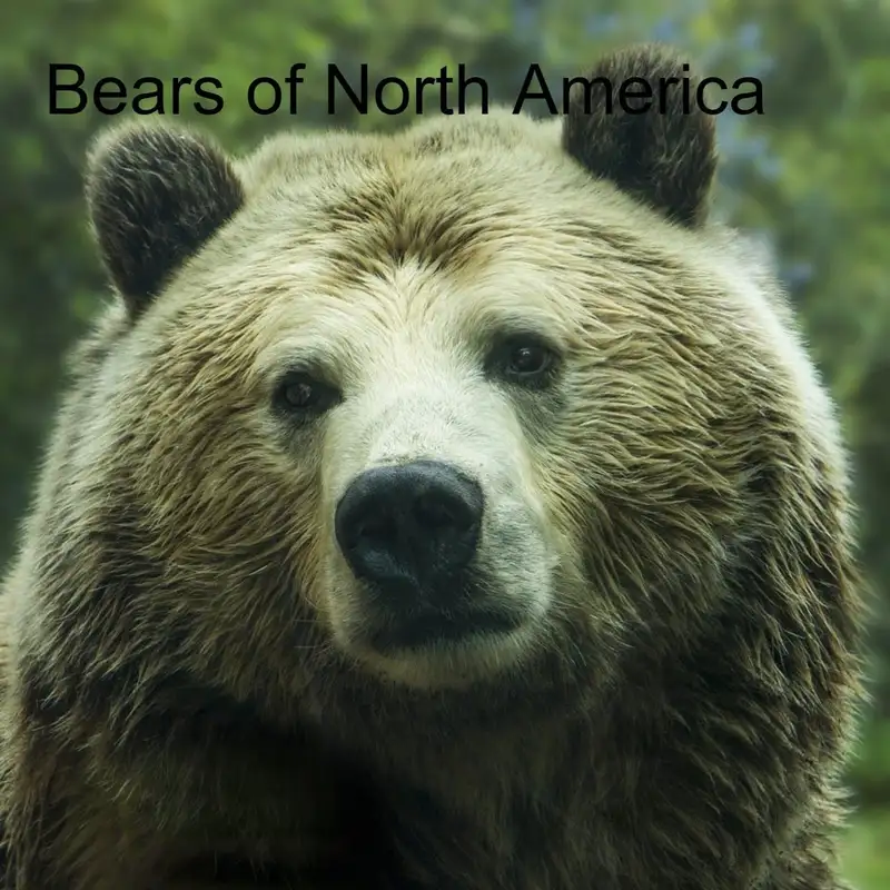 Bears of North America