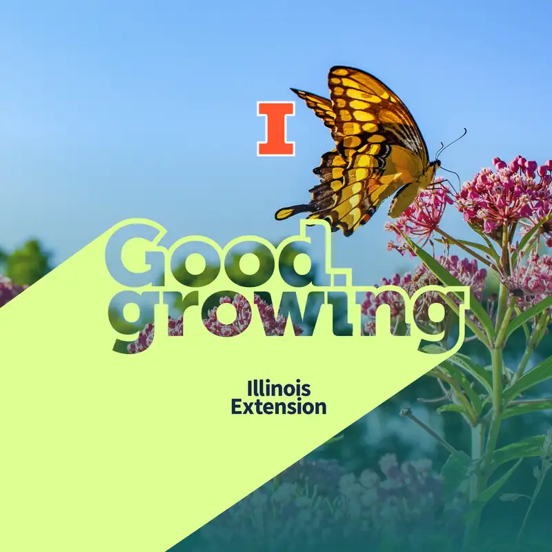 Ep. 215 Get to Know Asclepias (Milkweed) 2025 plant of the year | #GoodGrowing