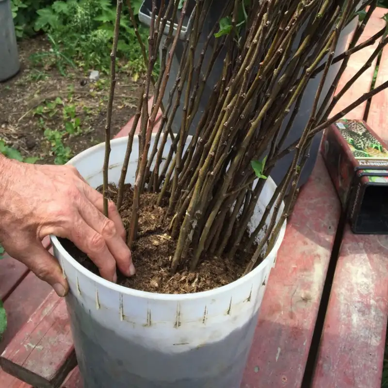 Apple Tree Rootstocks Explained with John Strang