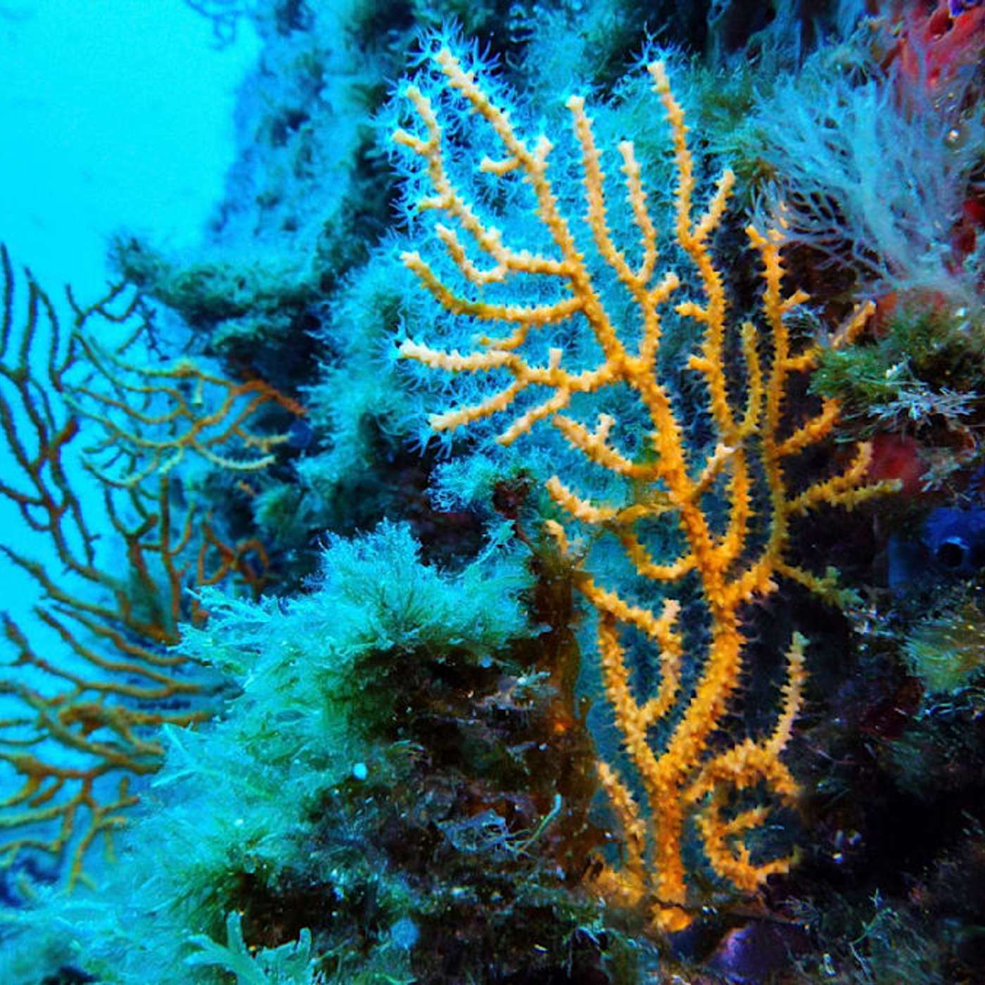 Climate Crisis Urges Action, Dutch Blocks Chinese Nexperia, EU Warns of Russia NATO Clash, Australia Bans Youth Social Media, and more...