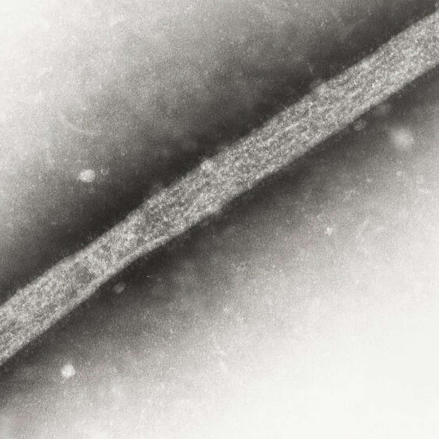 Israel Recalls Ambassadors, Avian Flu Crisis Spreads, Live Nation Antitrust Lawsuit, Macron Faces New Caledonia Protests, and more...