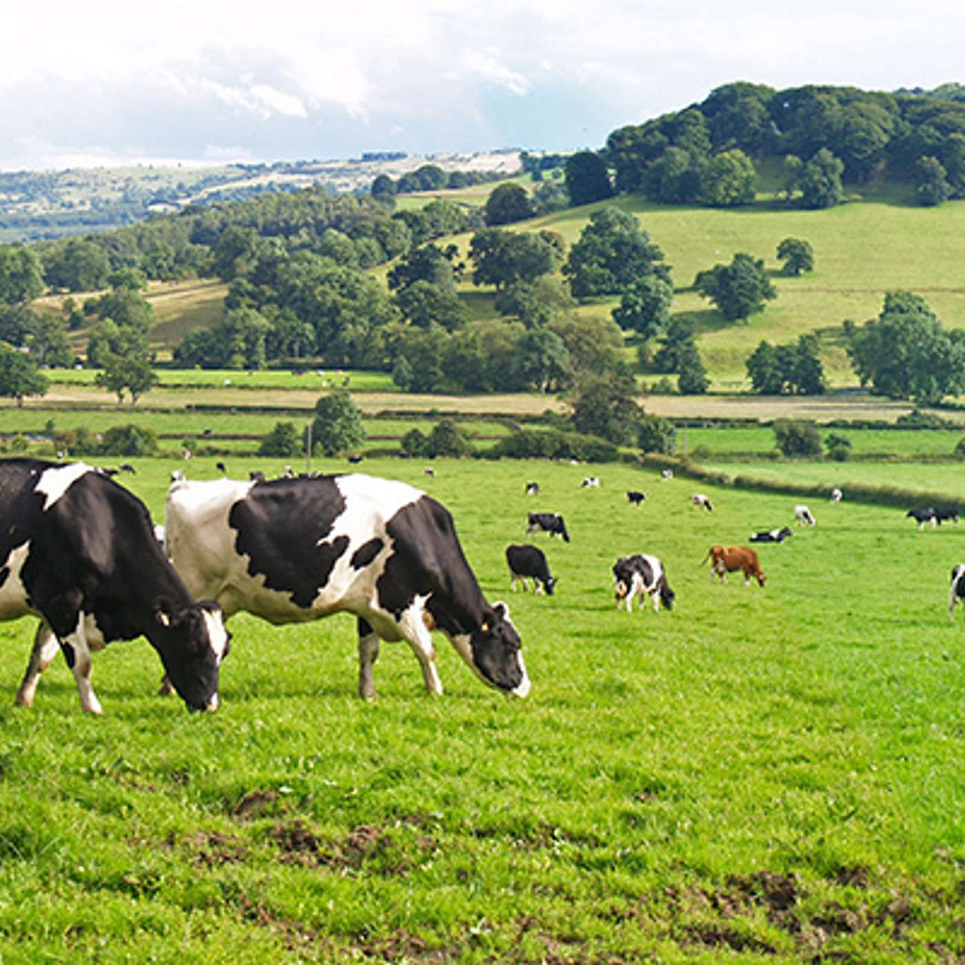 What you need to know about the National Genotyping scheme