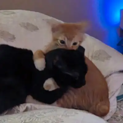 AllCat