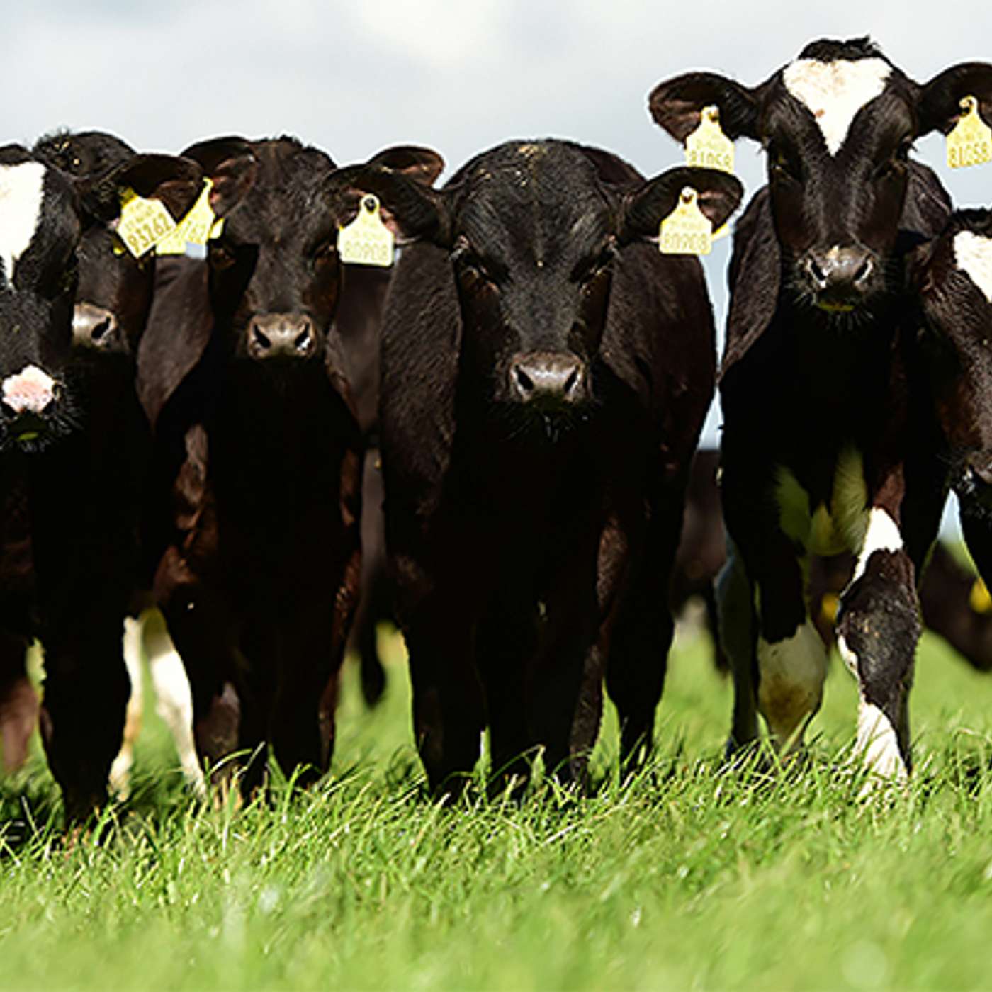 The importance of genetics in dairy-beef systems to maximise performance & profitability