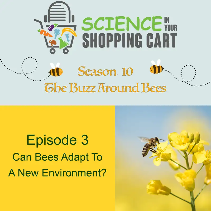 Season 10: The Buzz Around Bees | Episode 3: Can Bees Adapt To A New Environment?