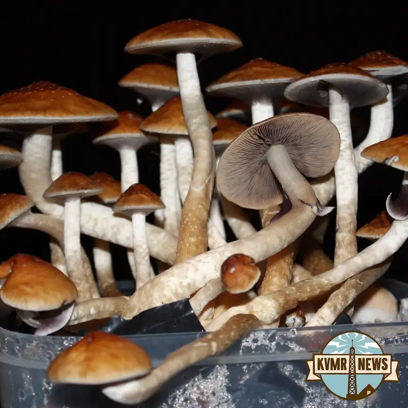 Nevada City Deprioritizes Enforcement Of Laws Related To Plant-based Psychedelics