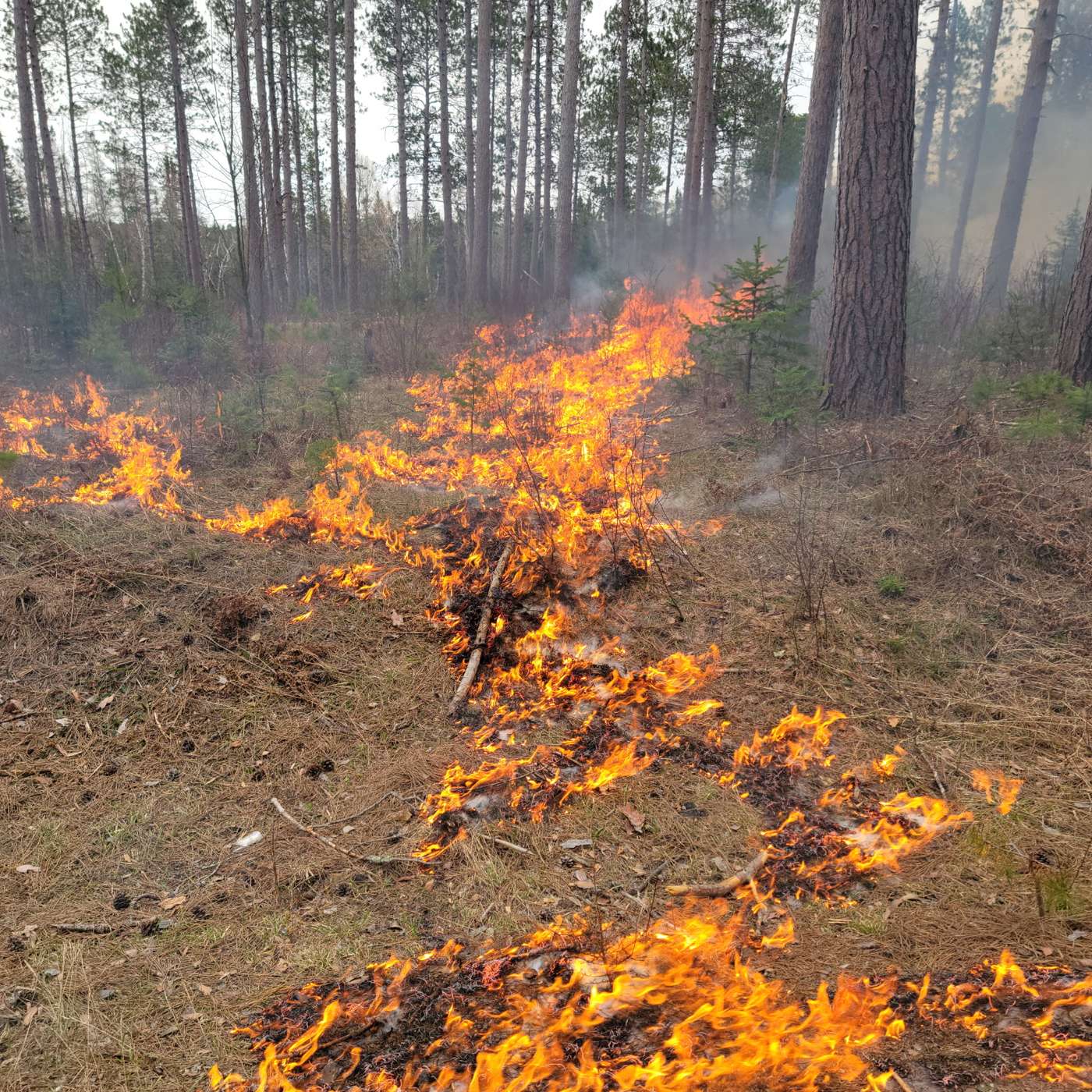 Good Fire: How Low-Intensity Wildfire Benefits the Northwoods episode artwork