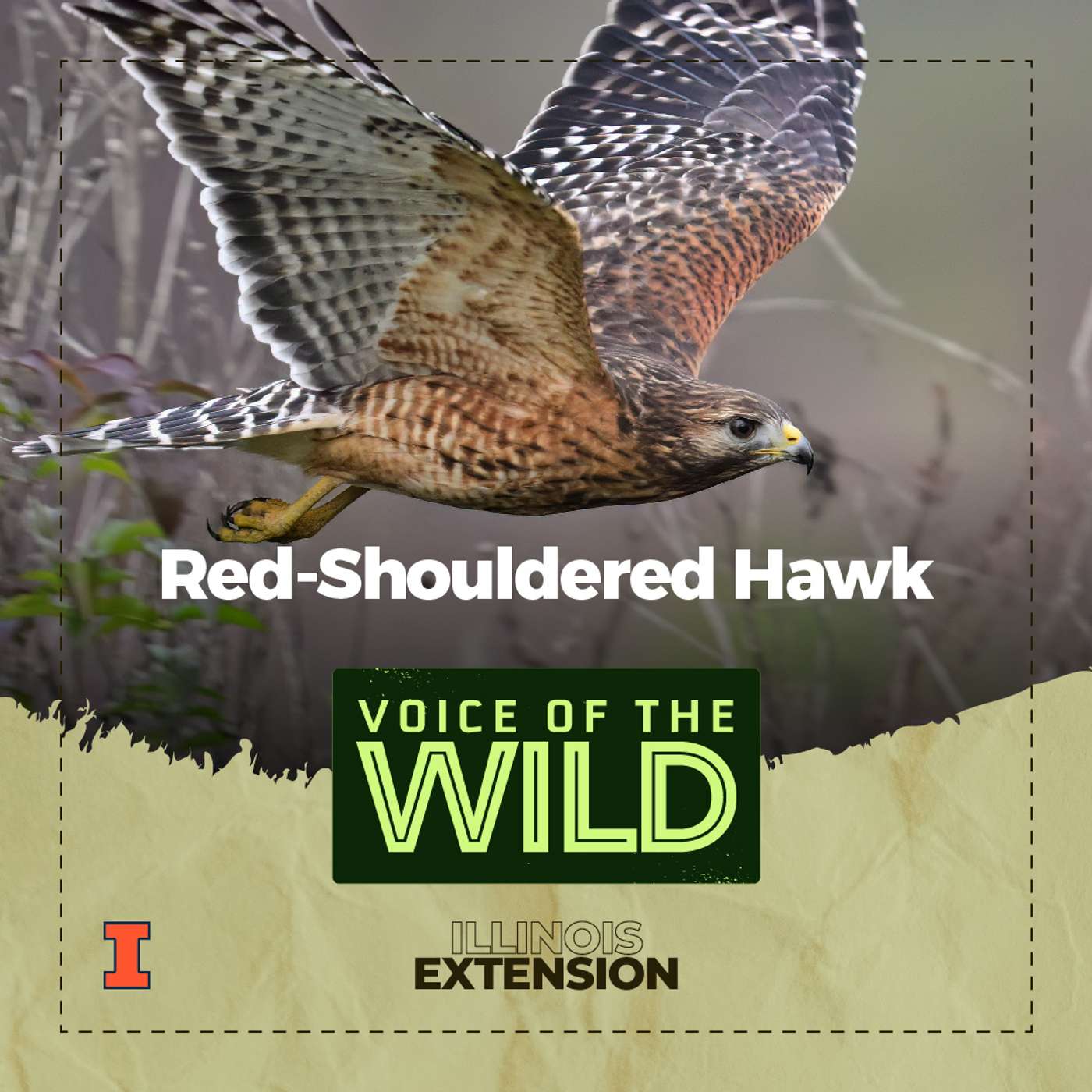 Episode 41: Red-Shouldered Hawk – Voice of the Wild episode artwork
