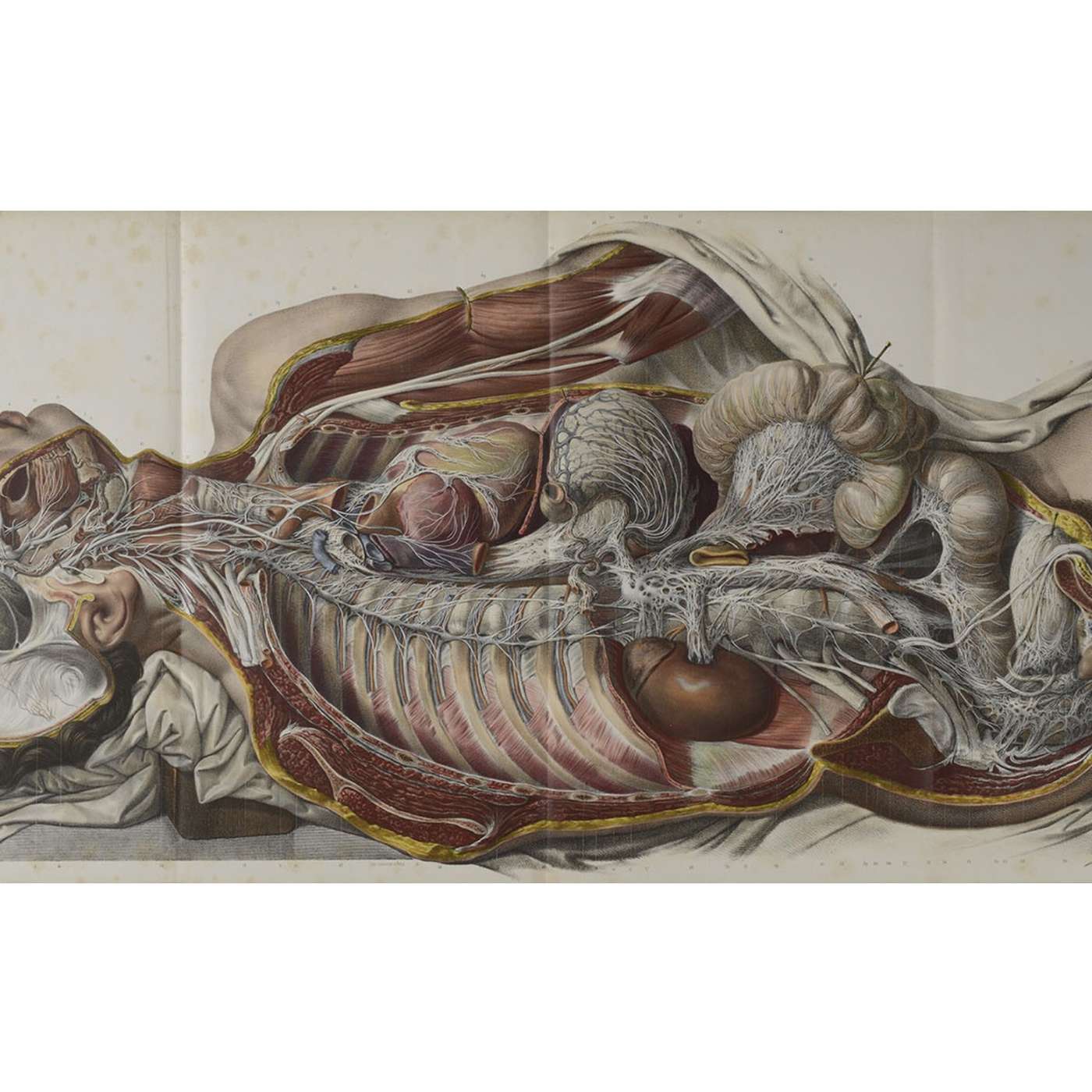 Sciences dessinées, par Lou Herrmann