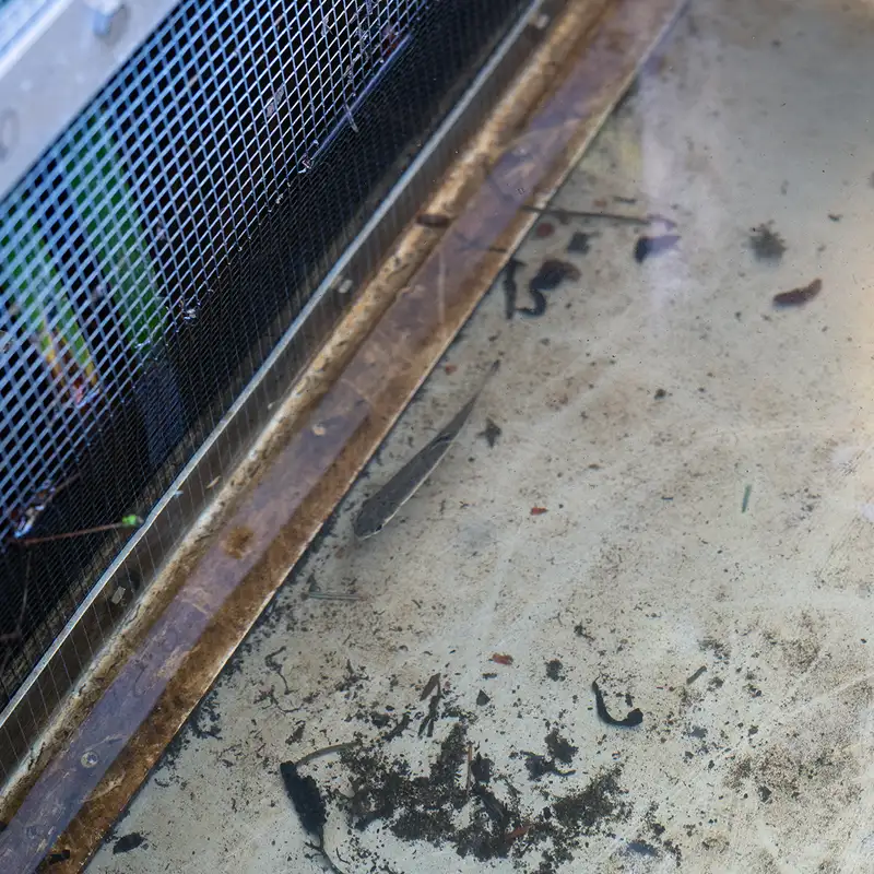 Brooklyn Creek Watershed Society finds a record amount of smolts for 2026
