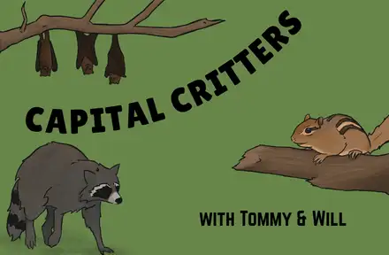 Capital Critters