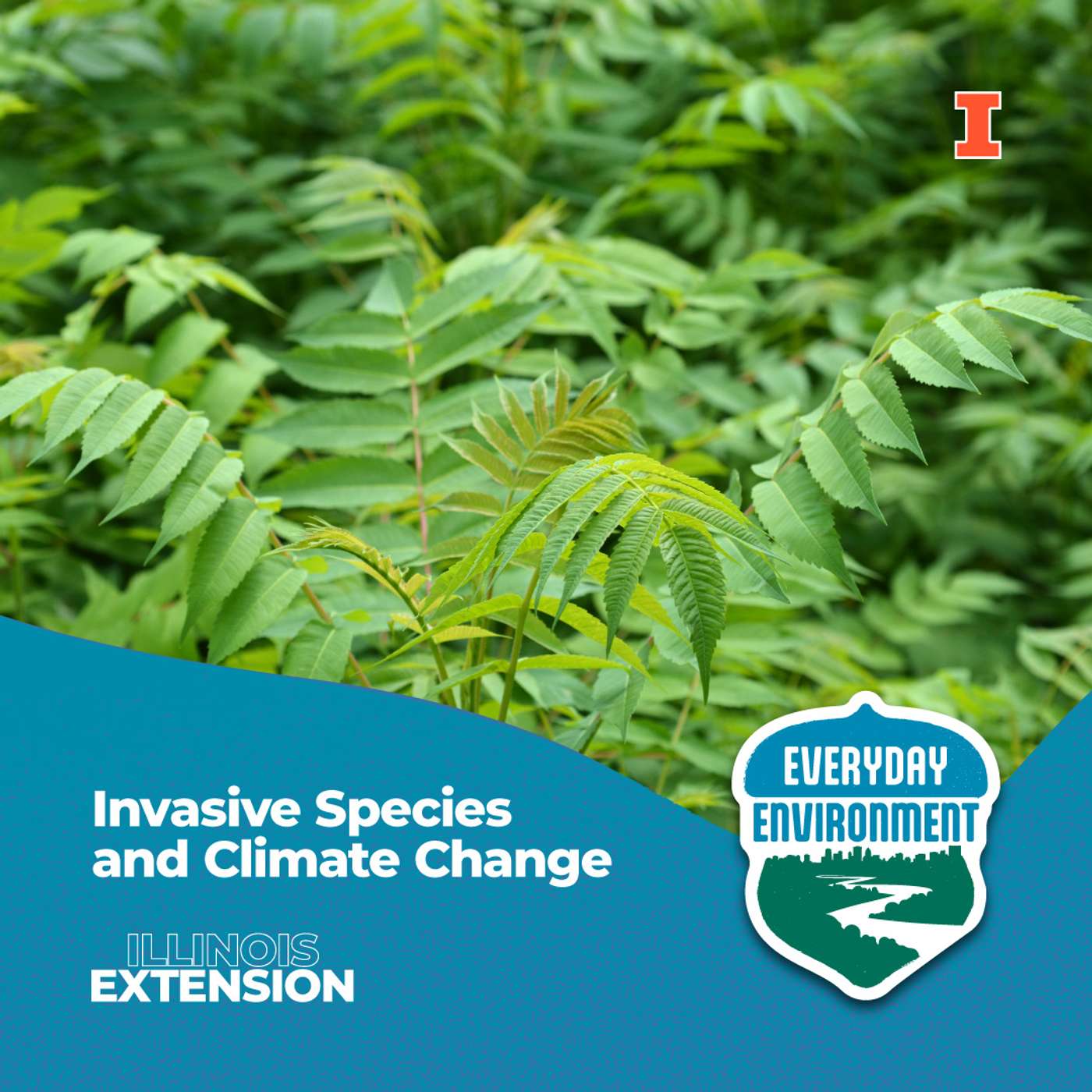 Will invasive species be helped or hindered by climate change?