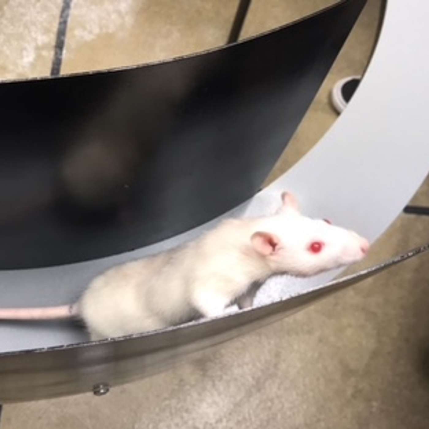 Macalester Alumni React to College's Animal Ethics Lawsuit episode artwork