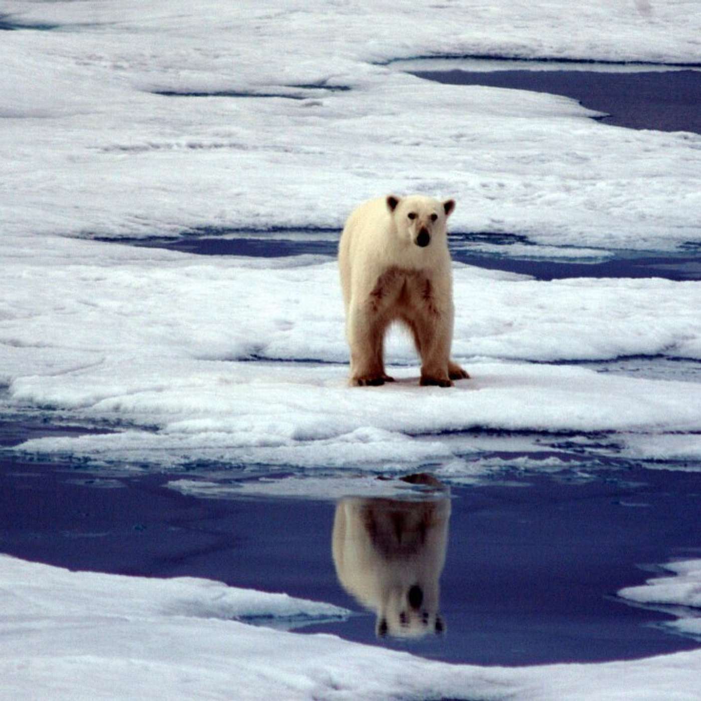 По тонкому льду: белые медведи все чаще перебираются со Шпицбергена на Землю Франца-Иосифа