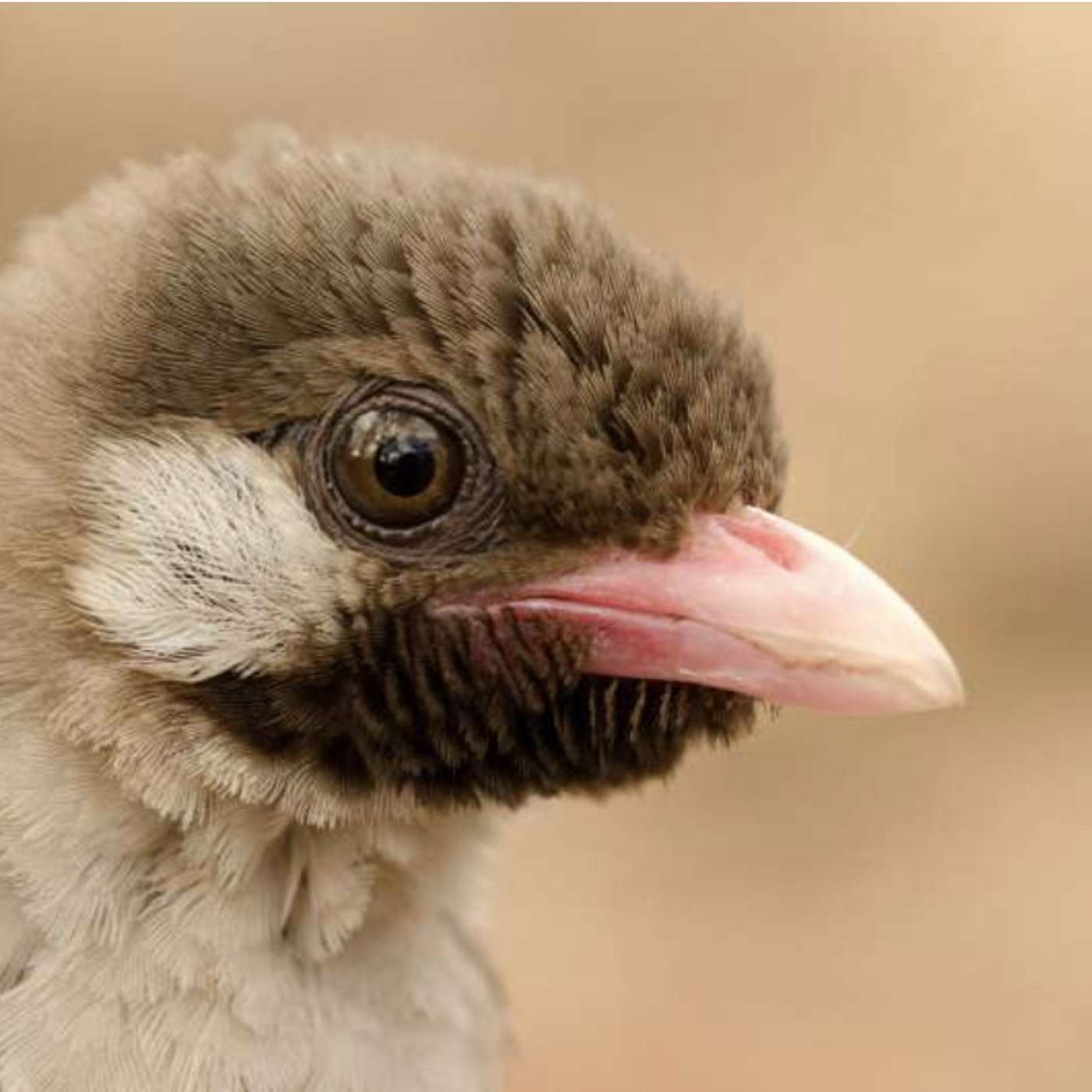 Researchers Achieve Controlled Entanglement Using Calcium Fluoride Molecules, Study Reveals Intriguing Cultural Coevolution Between African Honey Hunters and Honeyguides, Stanford Scientists Develop Blood Test to Reveal Organ Age and more...