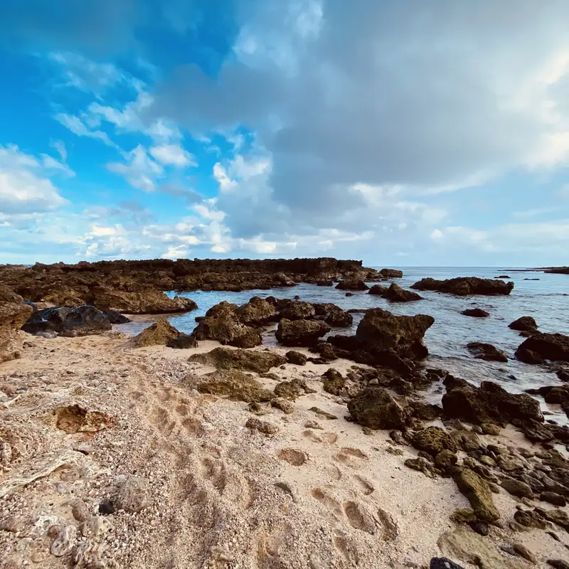 The Purpose of Tragedy: Unleashing Psychedelic Healing to Defy Suffering