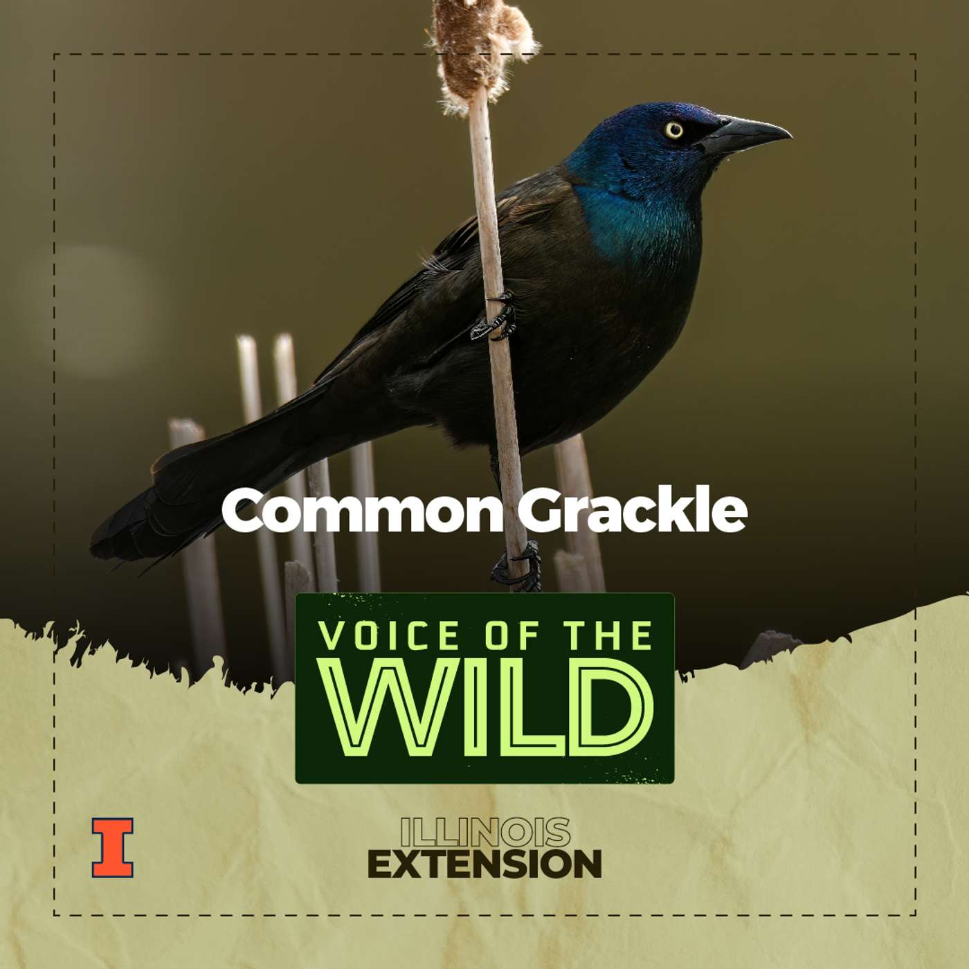 Episode 43: Common Grackle – Voice of the Wild episode artwork