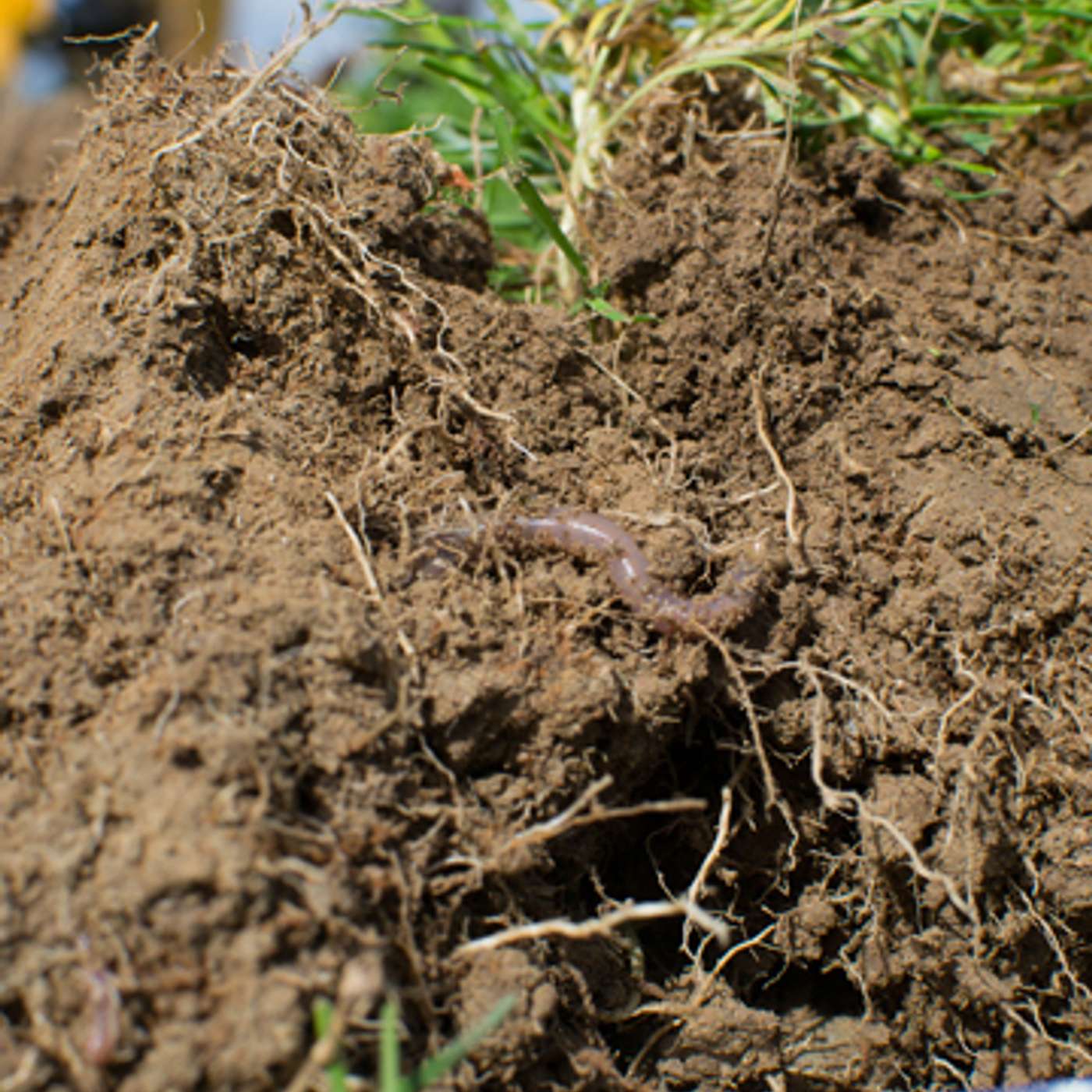 Soil fertility and maximising growth in the coming weeks