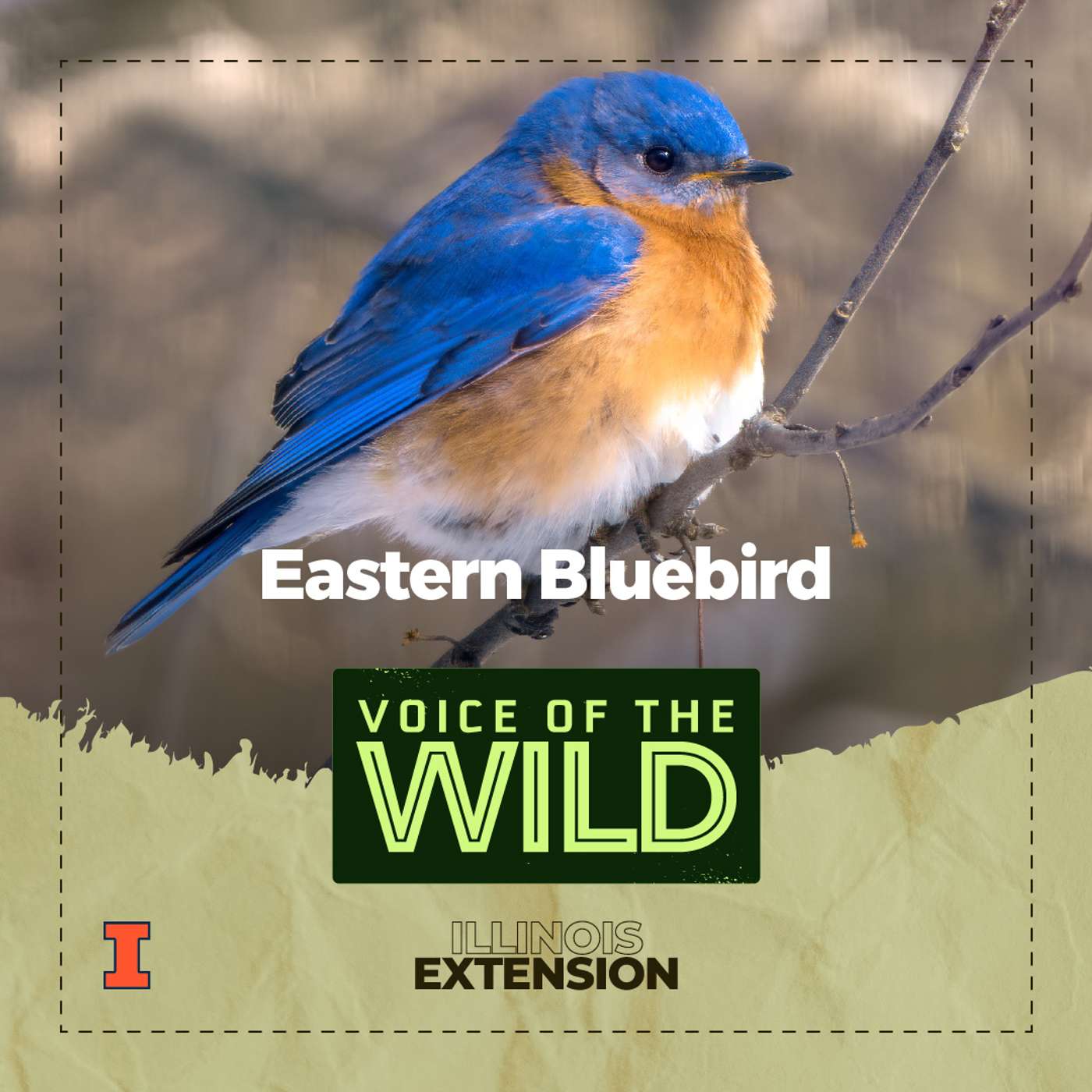 Episode 27: Eastern Bluebird – Voice of the Wild episode artwork