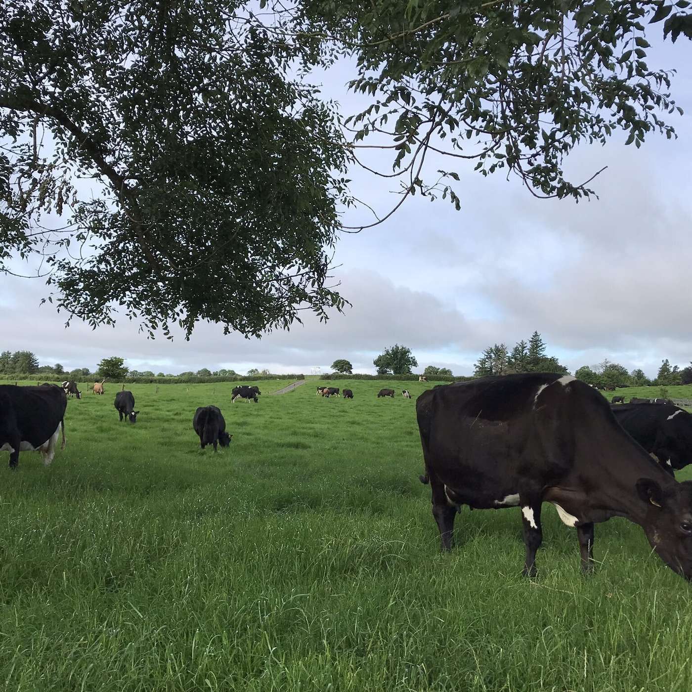 The optimum feeding rates to complement grass supply