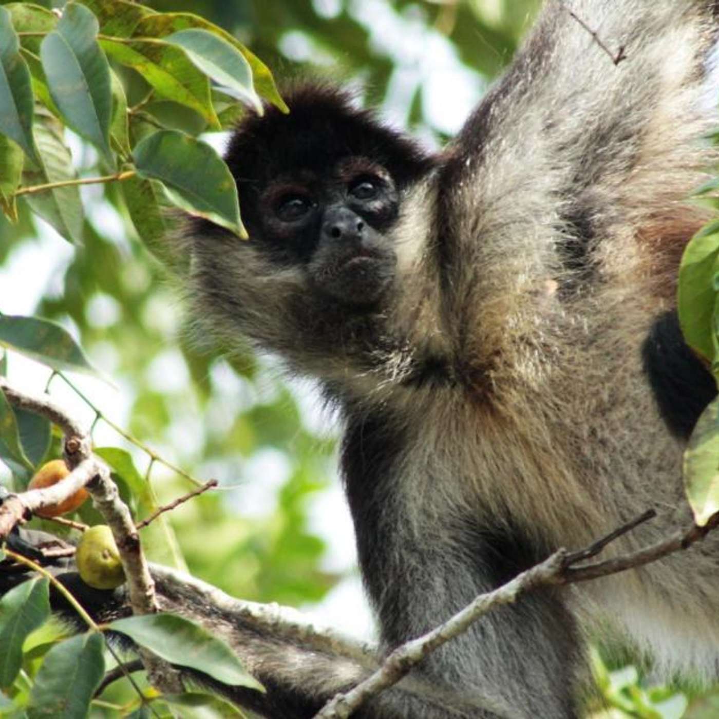 Centrus Expands Oak Ridge, Spider Monkeys Master Social Fame, AI Designs Virus to Wipe E coli, AAP Expands Vaccine Rules, and more... Centrus Expands Oak Ridge, Spider Monkeys Master Social Fame, AI Designs Virus to Wipe E coli, AAP Expands Vaccine Rules, and more...