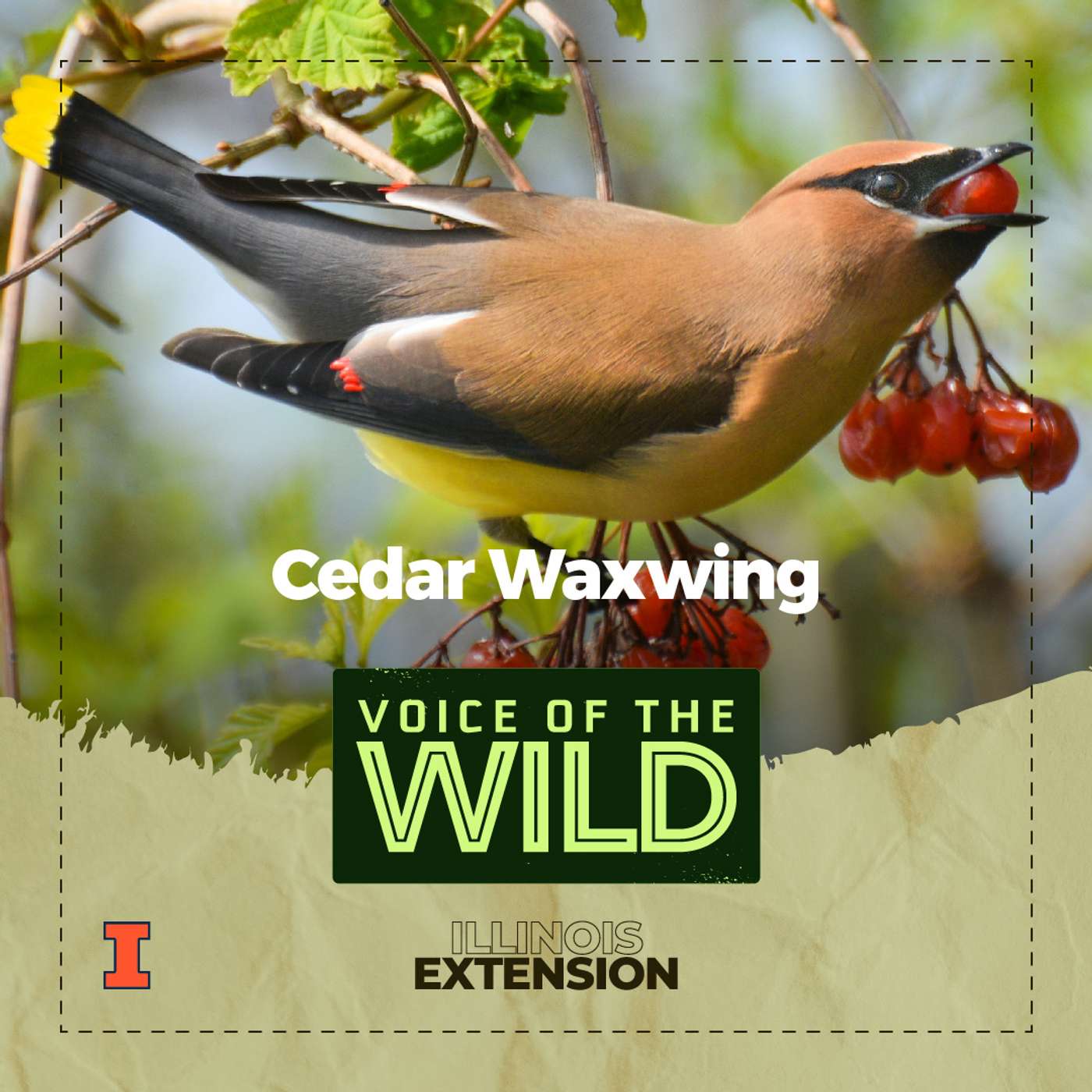 Episode 26: Cedar Waxwing – Voice of the Wild episode artwork
