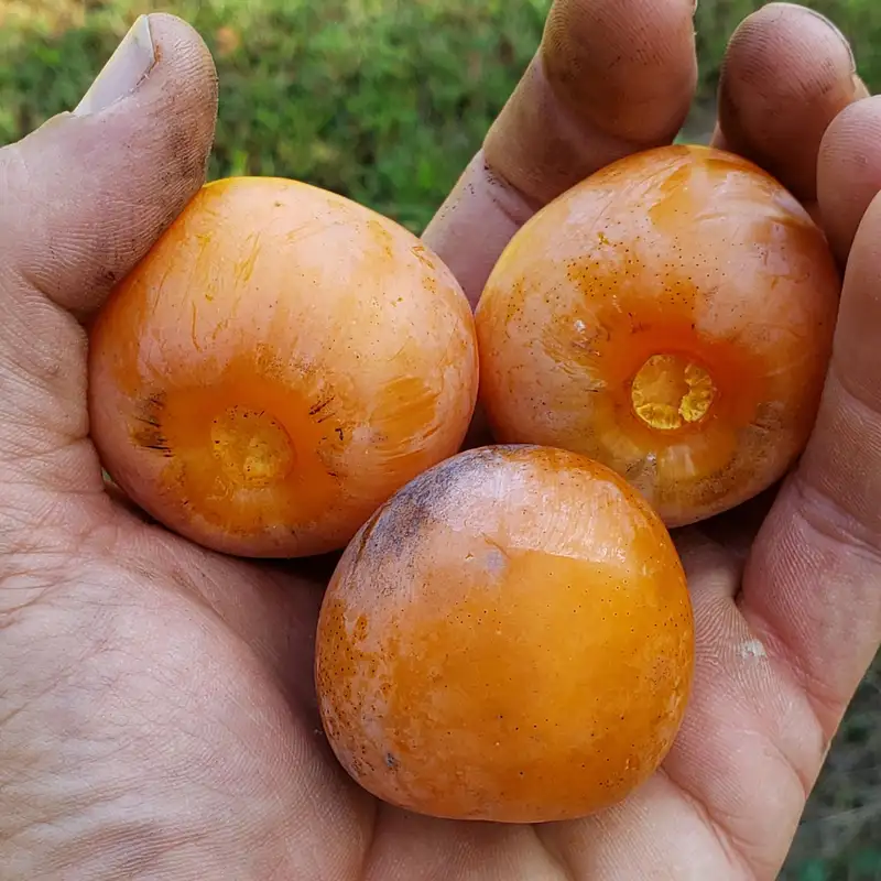 Food Forest Design with Lincoln Smith