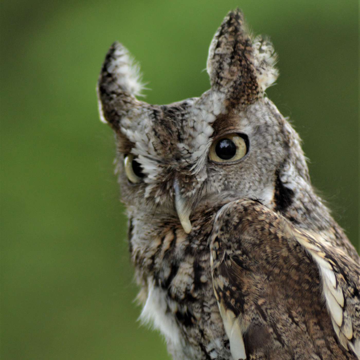 Play Screech Owl