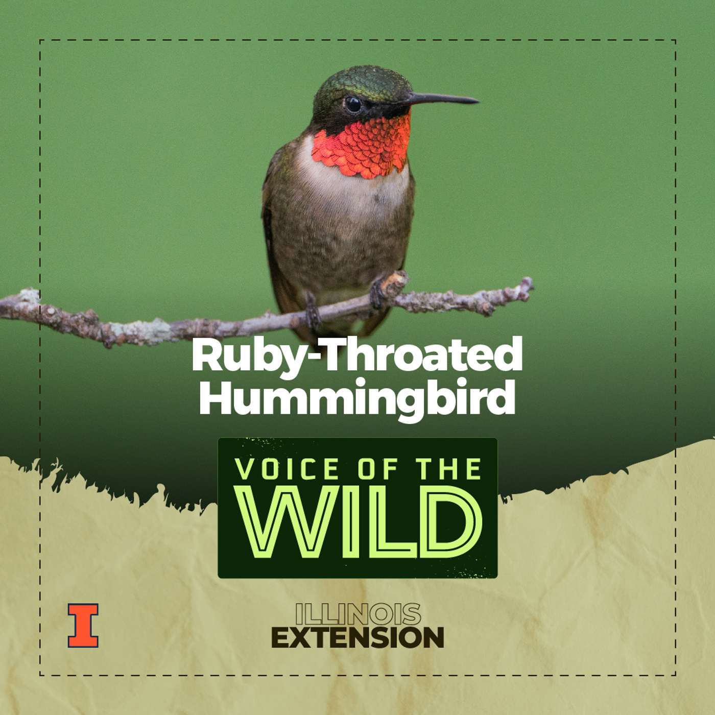 Episode 60: Ruby-Throated Hummingbird – Voice of the Wild episode artwork