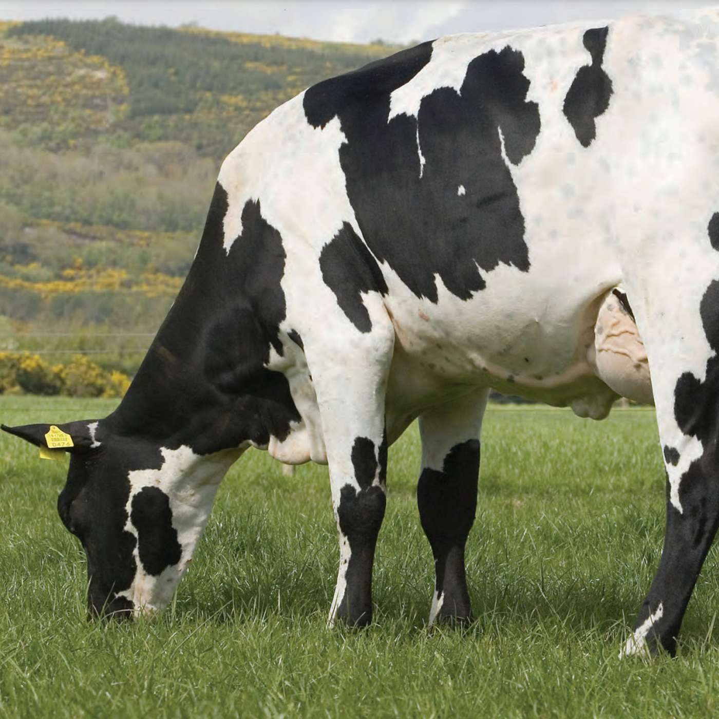 The key traits in dairy replacements to maximise income